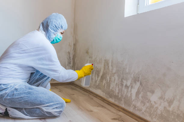 Licensed Crawl Space Mold Removal service in Lebanon, VA - WQB Mold Removal