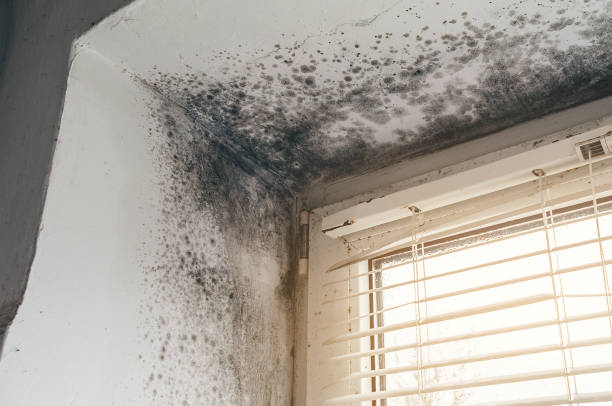 Affordable Crawl Space Mold Removal solutions in Lebanon, VA